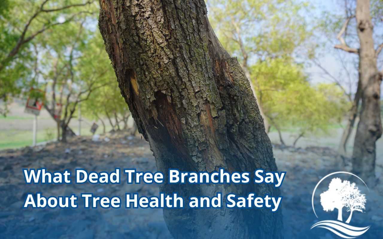 Tree showing signs of stress with cracked bark and dead limbs