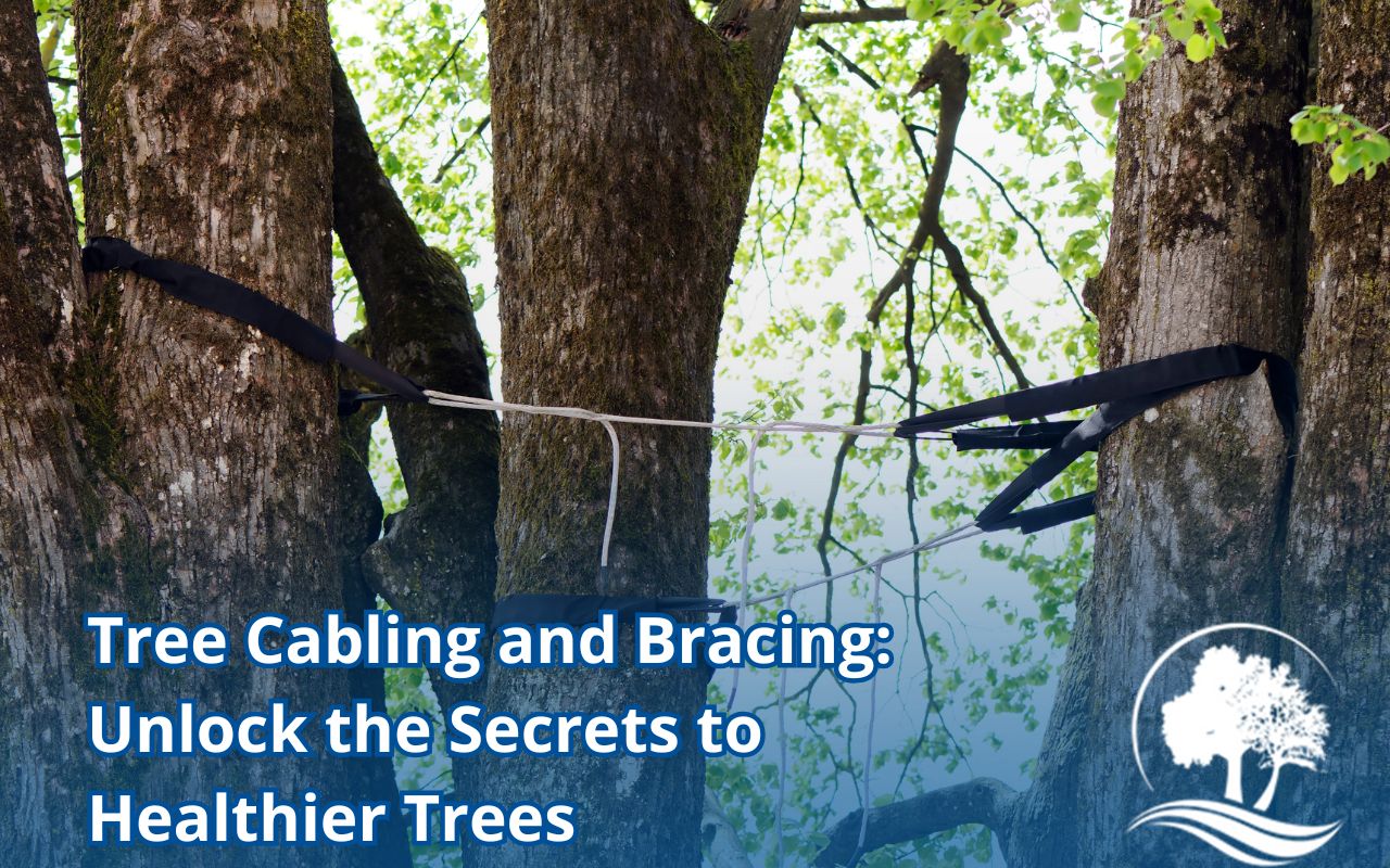 Arborist installing tree cabling and bracing to strengthen a large oak tree.