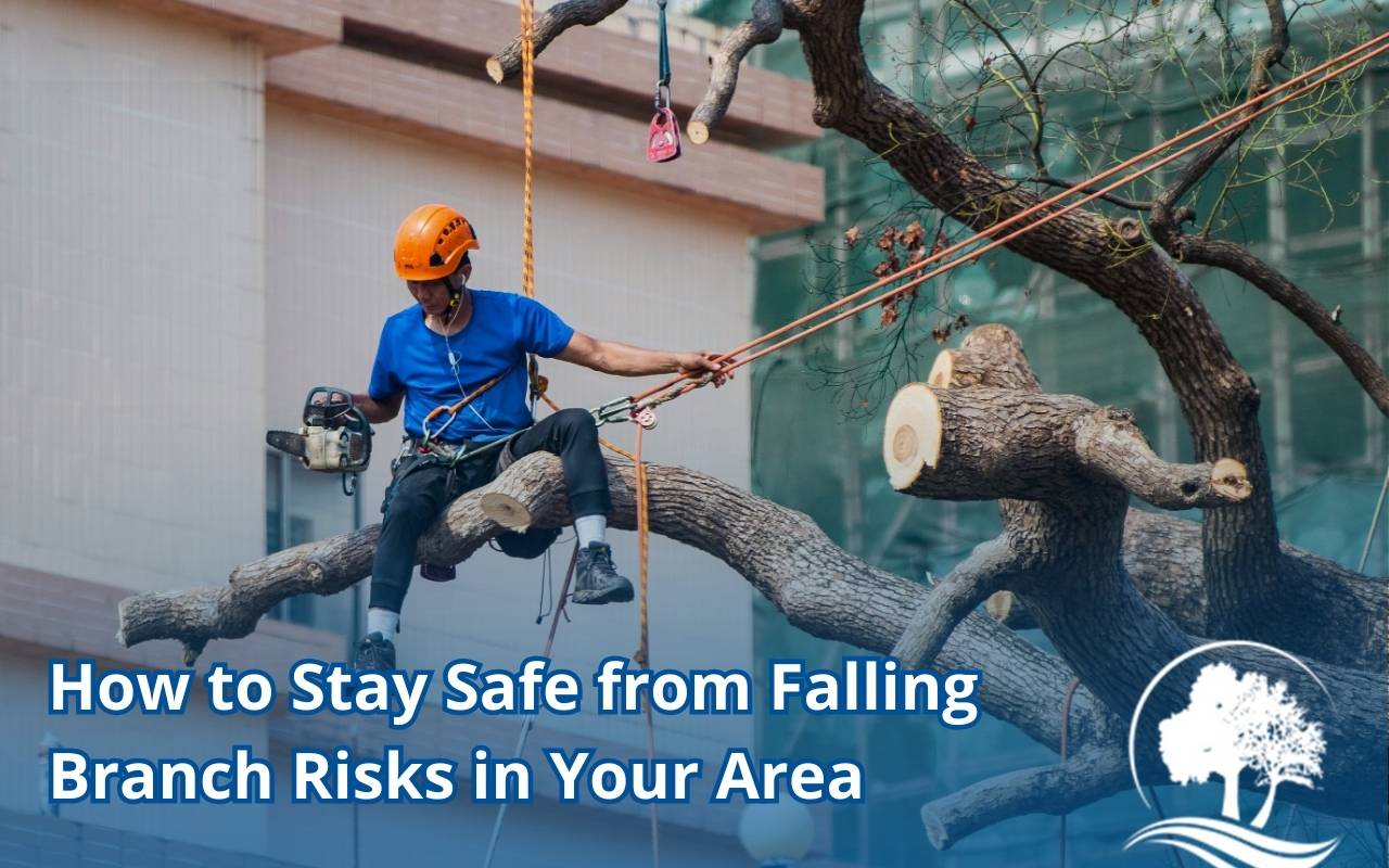 Tree maintenance practices that minimize falling branch risks