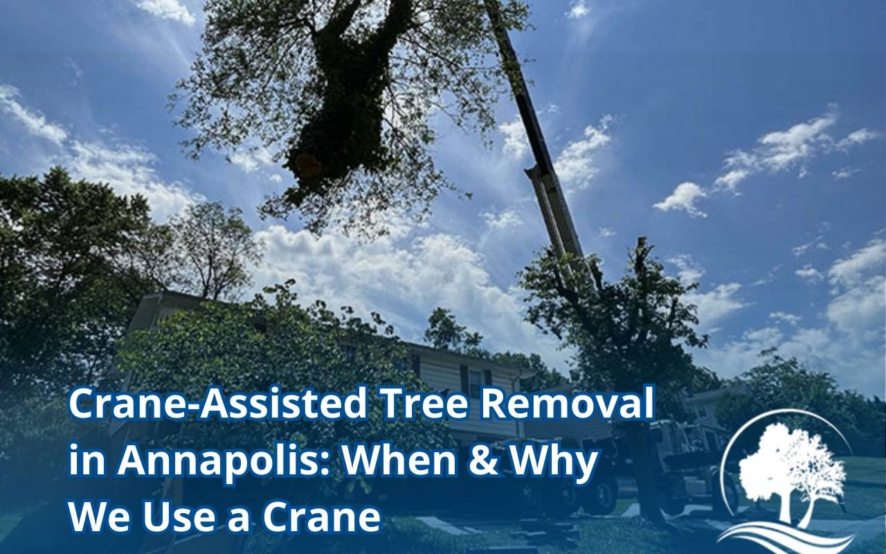 Crane-assisted tree removal Annapolis with certified arborists