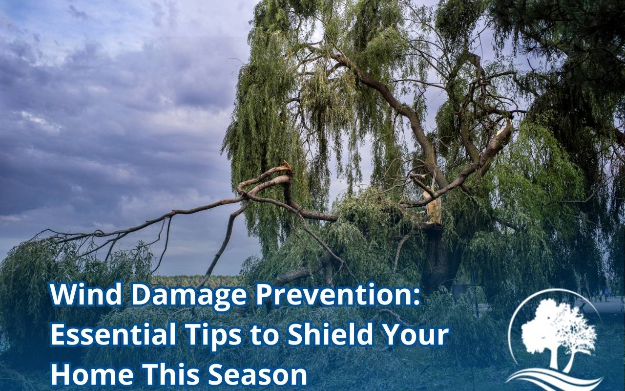 Post-storm tree checkup showing damaged branches and bark