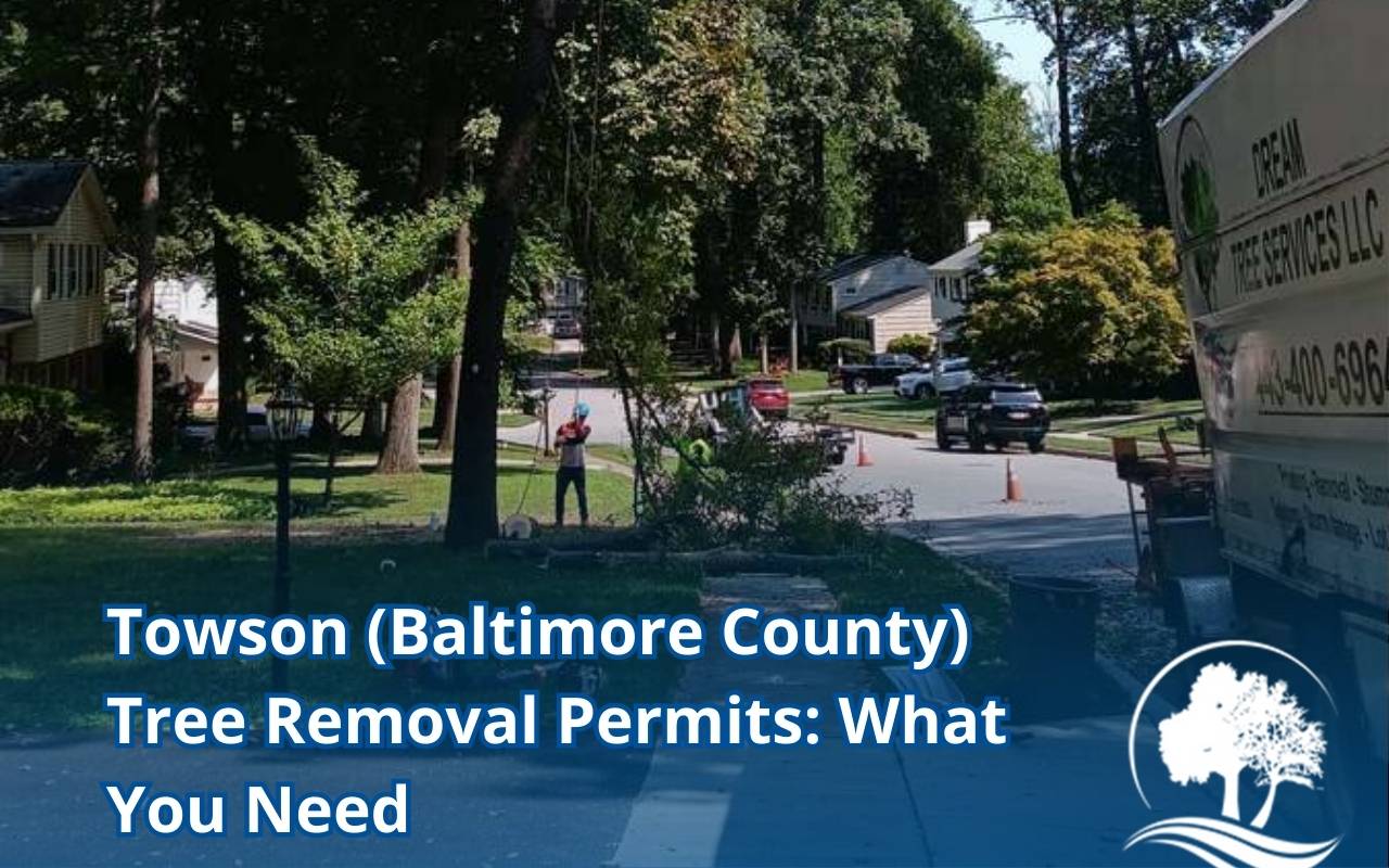 Baltimore County tree removal permit Towson process