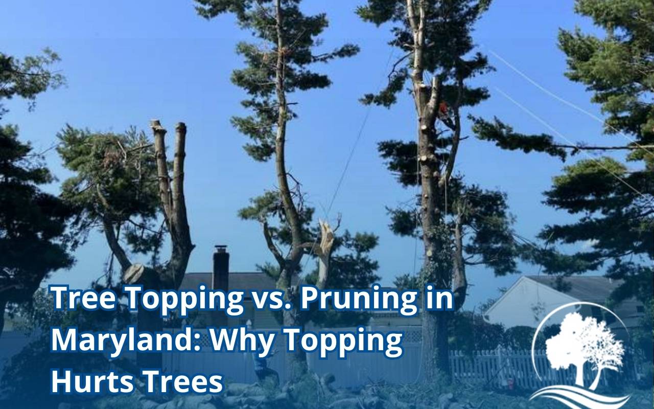 Tree topping vs pruning Maryland guide