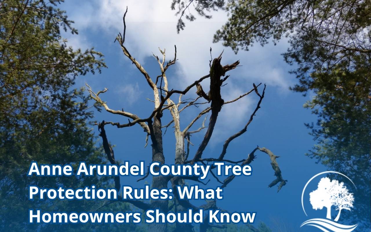 Specimen trees protected under Anne Arundel County tree protection rules
