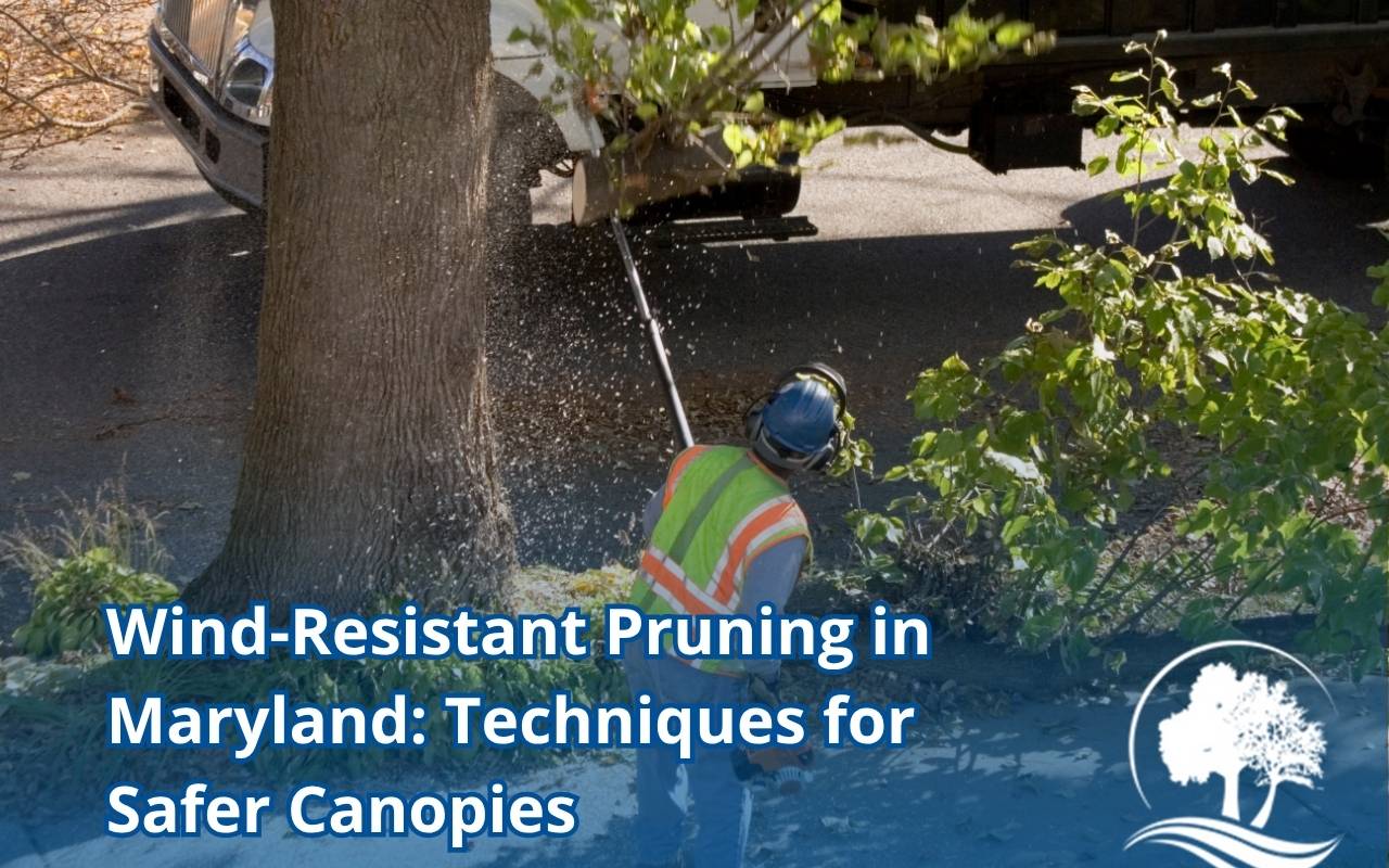Arborist performing wind-resistant pruning Maryland to strengthen storm-ready tree canopy
