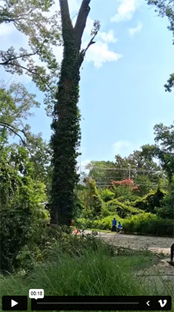 Tree Services| Video 1 | Dream Tree Service