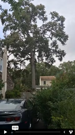 Tree Services| Video 3 | Dream Tree Service