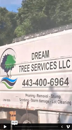 Tree Services| Video 4 | Dream Tree Service