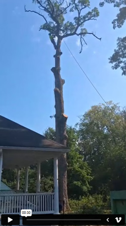 Tree Services| Video 5 | Dream Tree Service