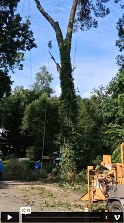 Tree Services| Video 6 | Dream Tree Service
