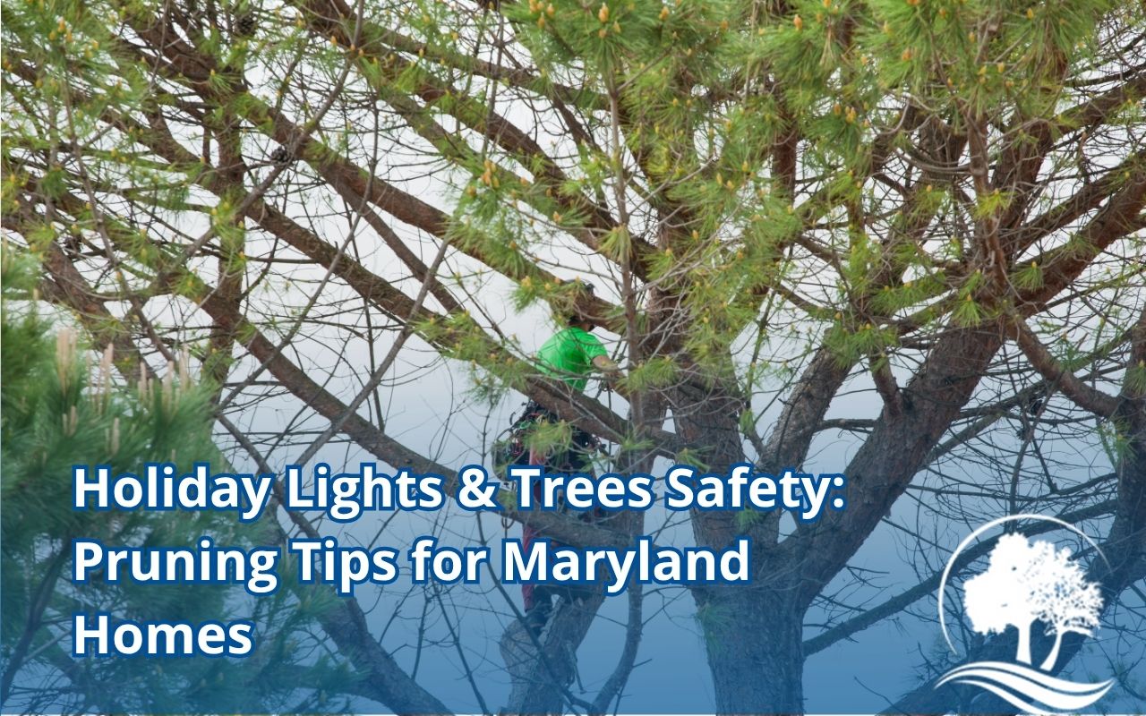 Arborist pruning a pine tree in a Maryland yard to ensure holiday lights and trees safety Maryland before winter decorating.