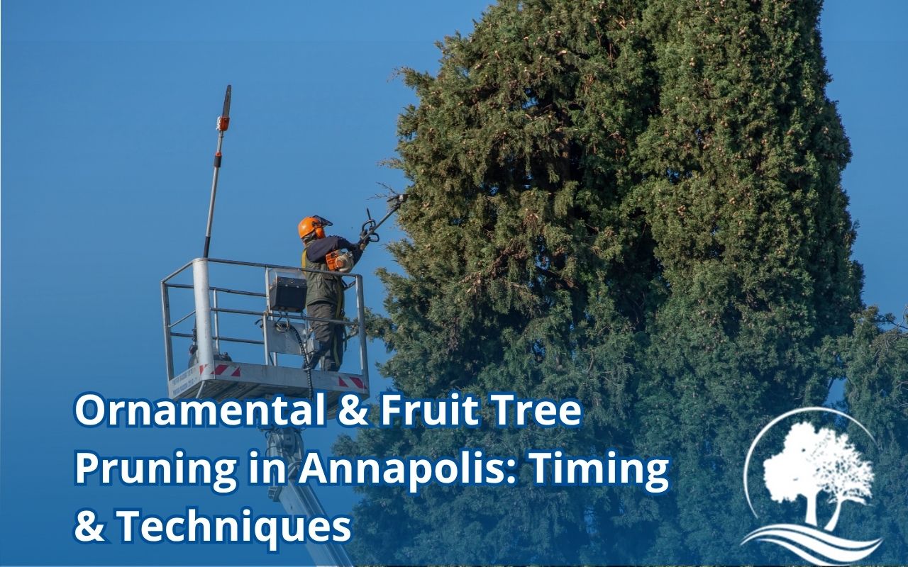 Thinning cuts for Ornamental & Fruit Tree Pruning in Annapolis