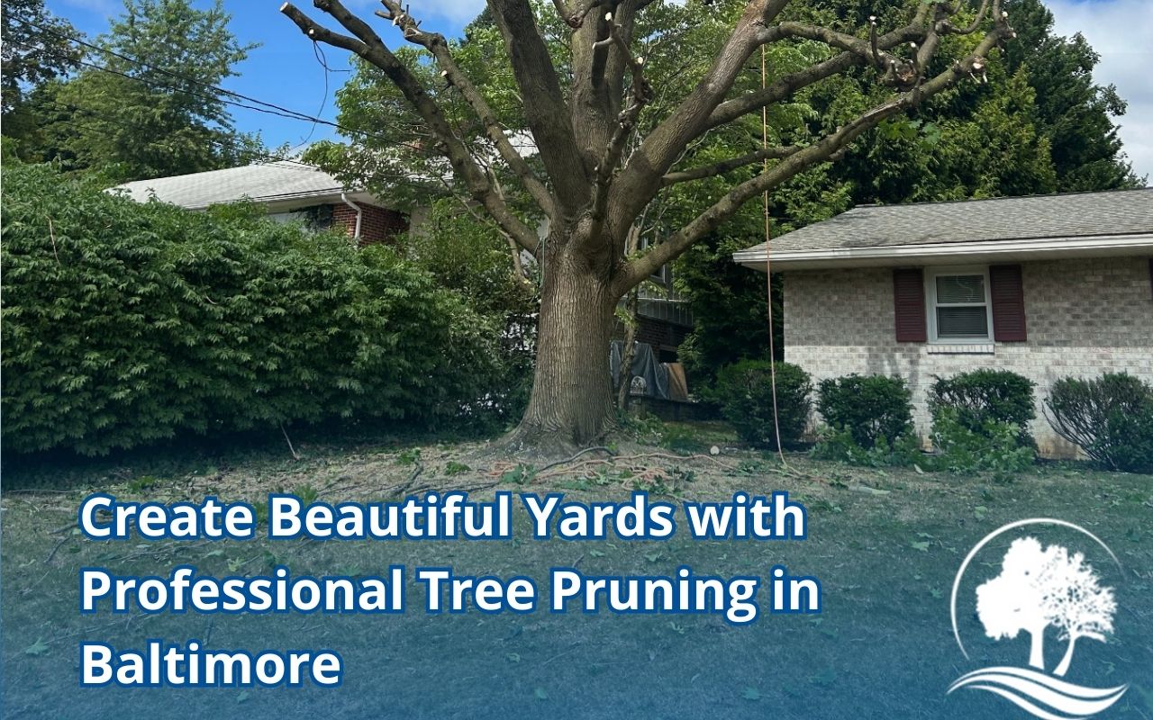 Professional tree pruning in Baltimore creating a neat, welcoming front yard