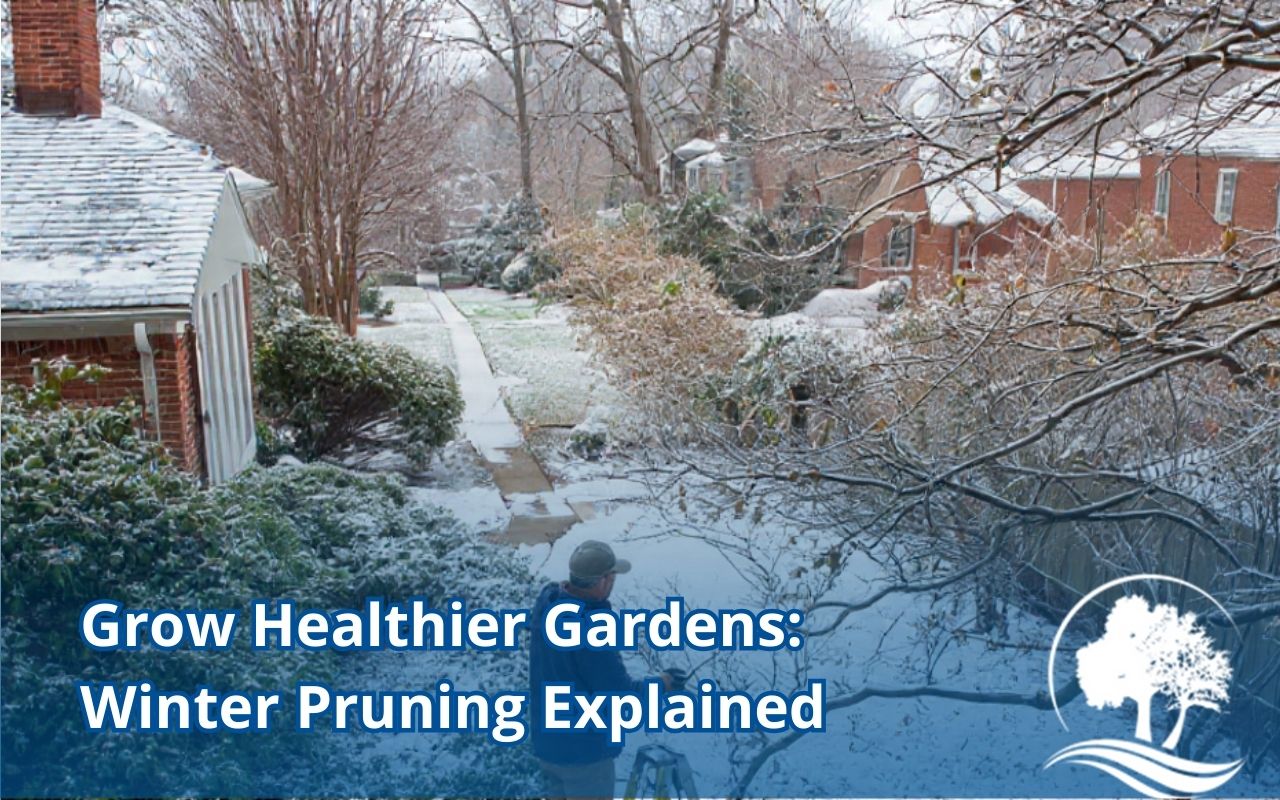 Arborist demonstrating Winter Pruning Benefits on dormant shade trees in a residential backyard.