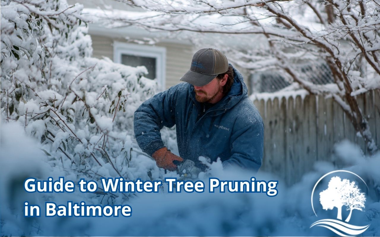 Homeowner receiving professional Winter Tree Pruning in Baltimore in a snowy backyard.