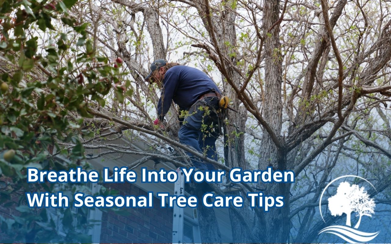 Seasonal Tree Care Tips for spring tree inspection and early pruning in a Maryland yard