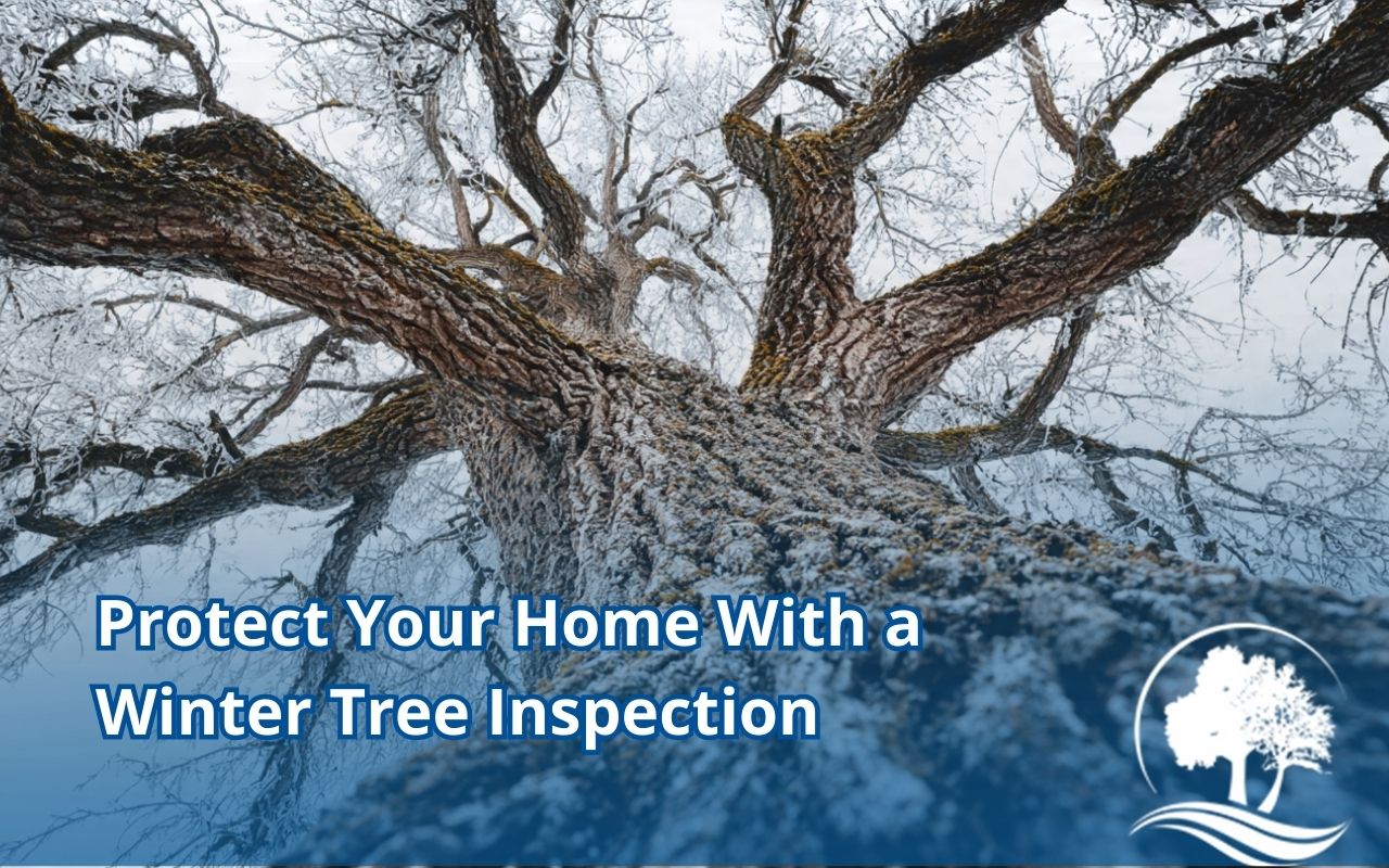 Winter Tree Inspection checklist for spotting weak branches, bark cracks, and root-zone issues