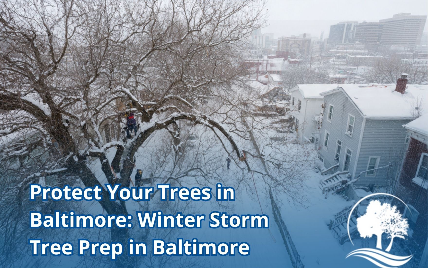 Winter storm tree prep in Baltimore with branch support to reduce snow load