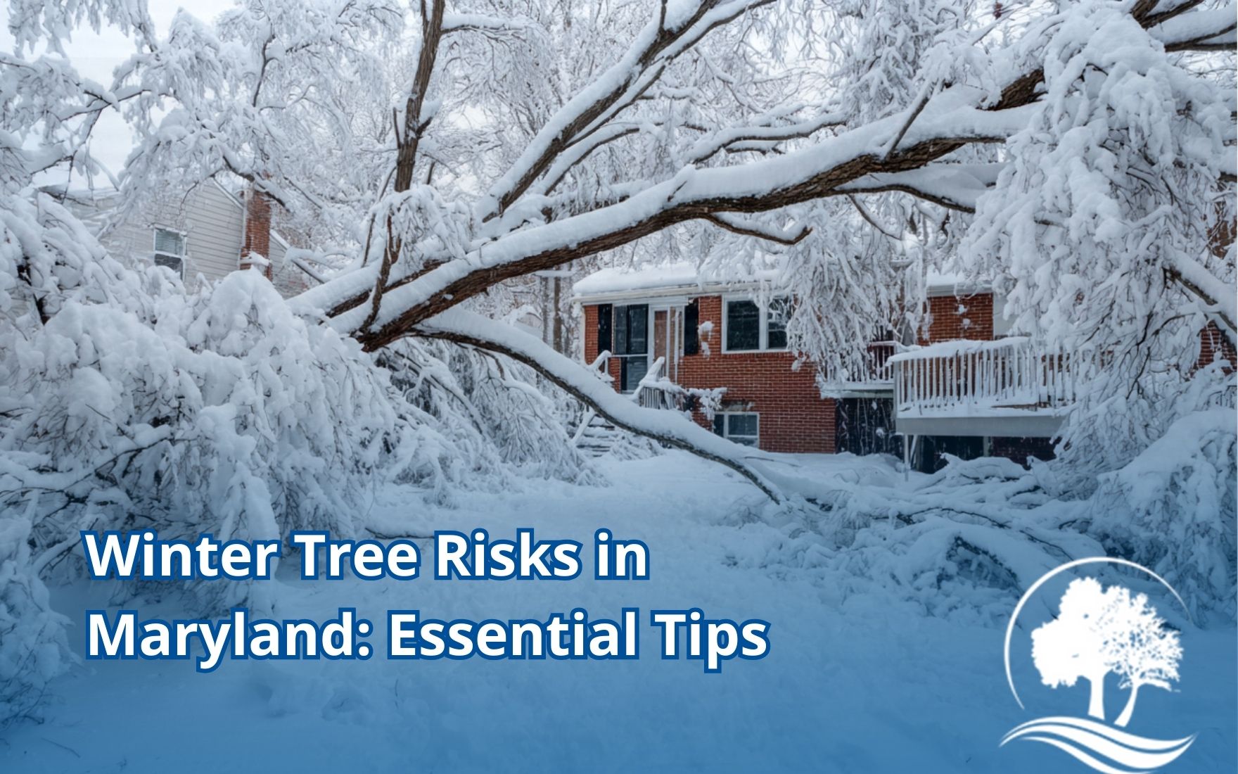 Winter tree hazards in Maryland shown by heavy snow weighing down backyard branches