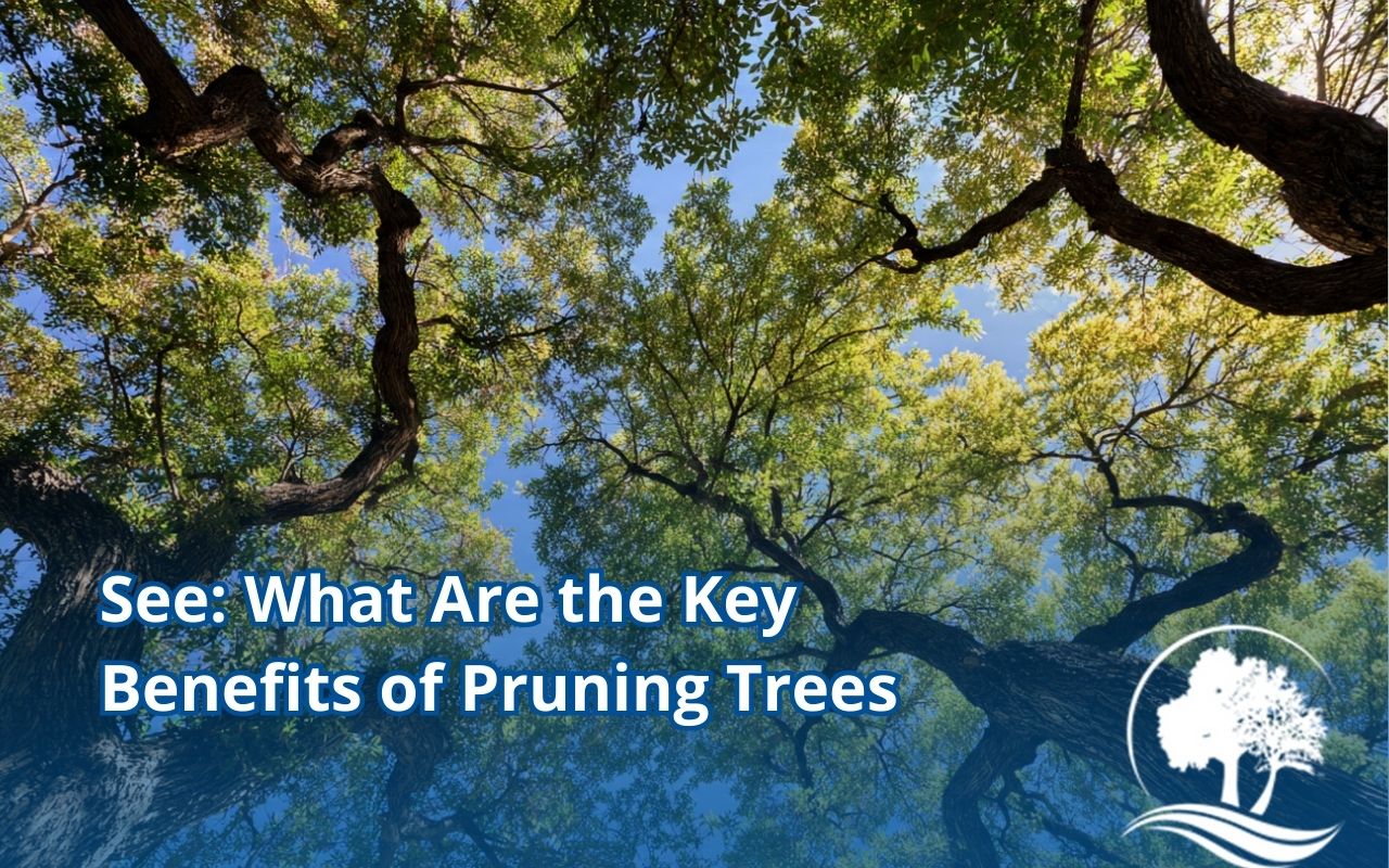 Tree pruning services near me improving safety by clearing branches away from a roof and power lines