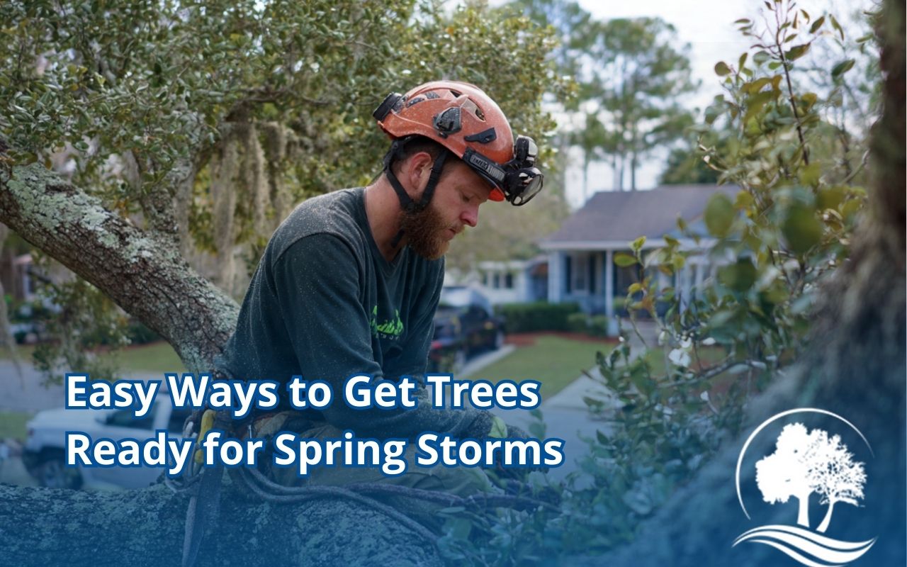 Preparing trees for spring storms with a yard inspection by Dream Tree Service LLC