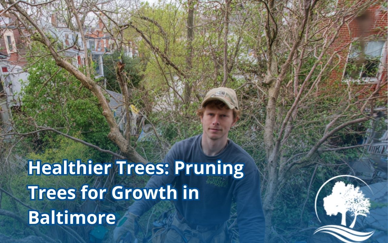 Pruning trees for growth in Baltimore backyard to support healthy structure and fuller canopy