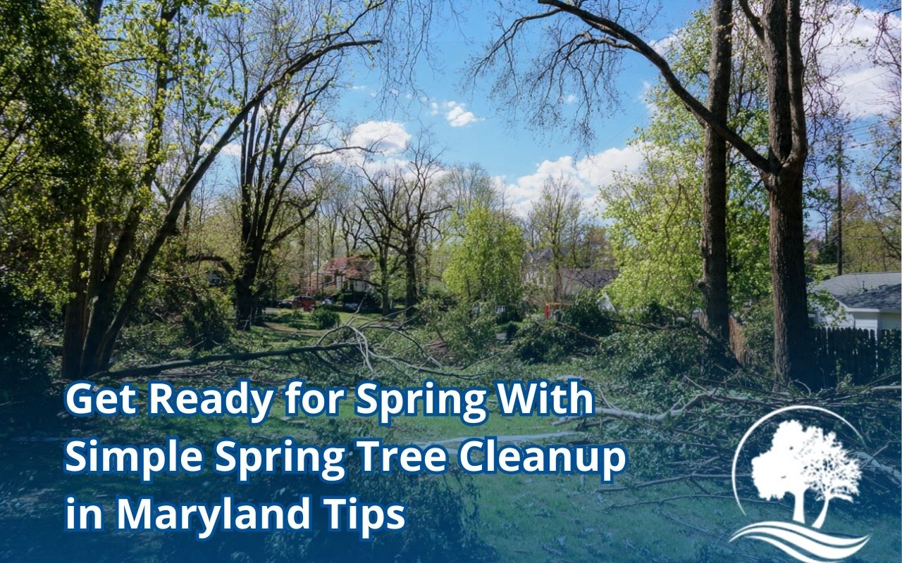 Spring tree cleanup in Maryland with yard debris cleared around healthy trees