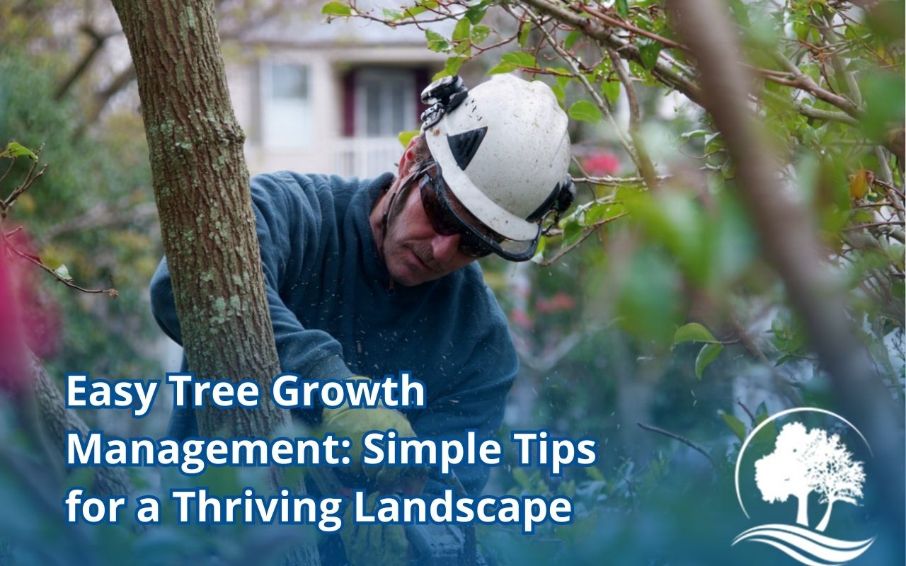 Tree growth management with pruning for balance in a residential yard