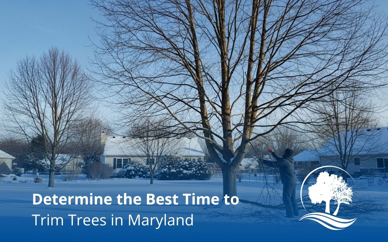 Safe yard maintenance during the best time to trim trees in Maryland