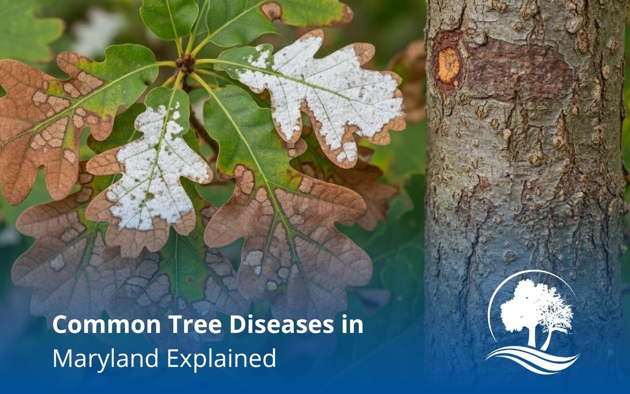 Common tree diseases in Maryland affecting oak trees