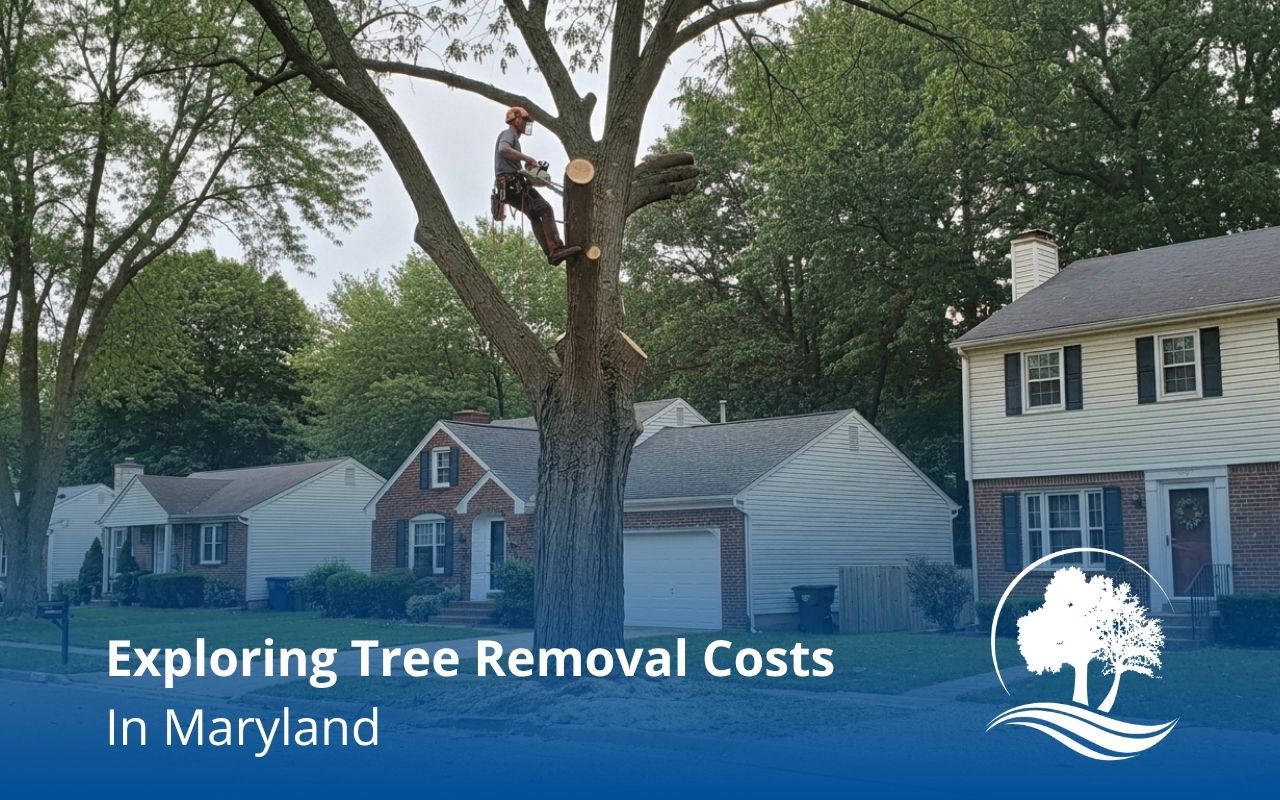 Crew preparing a tree removal cost estimate in Maryland