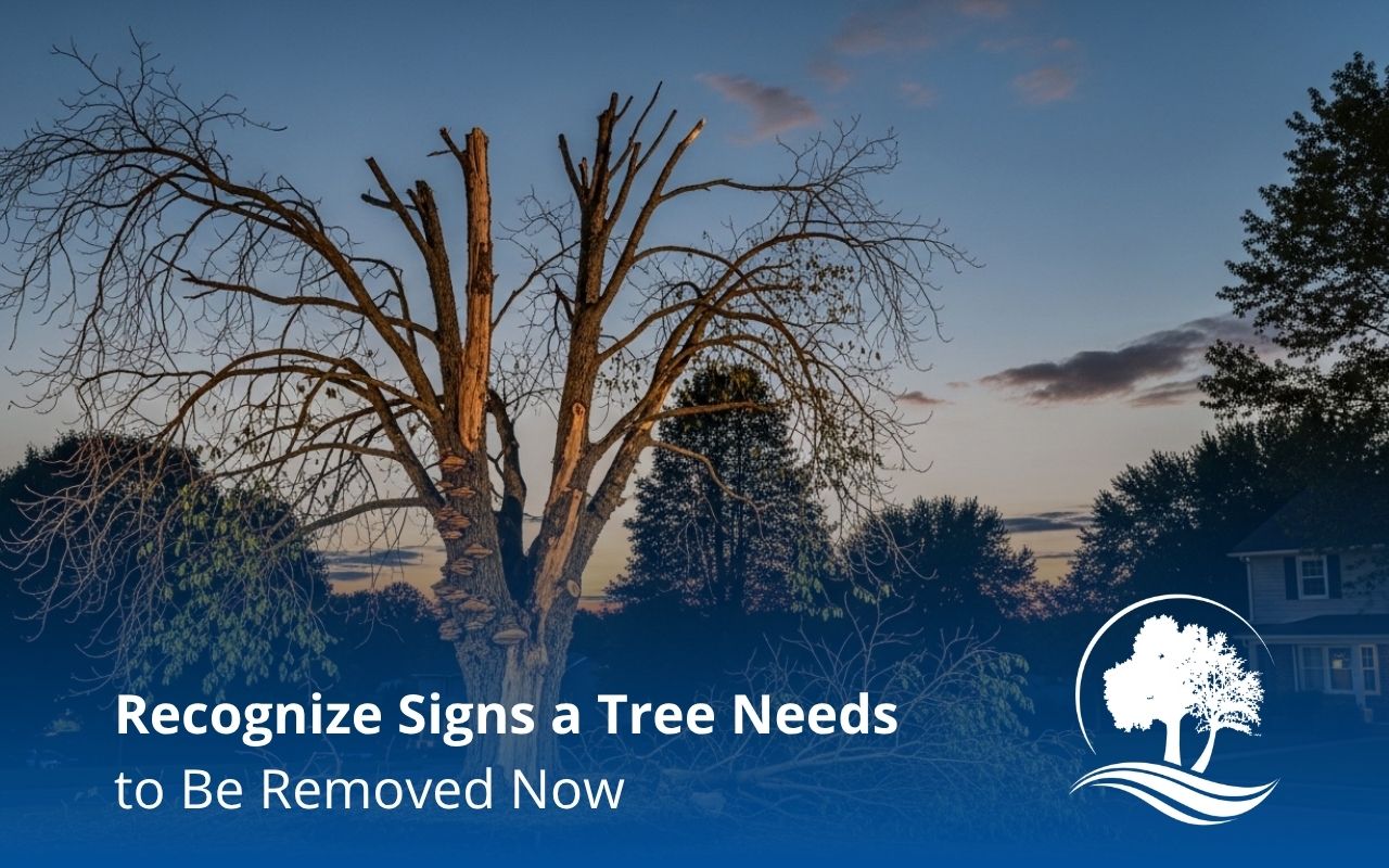 signs a tree needs to be removed with dead branches in a yard