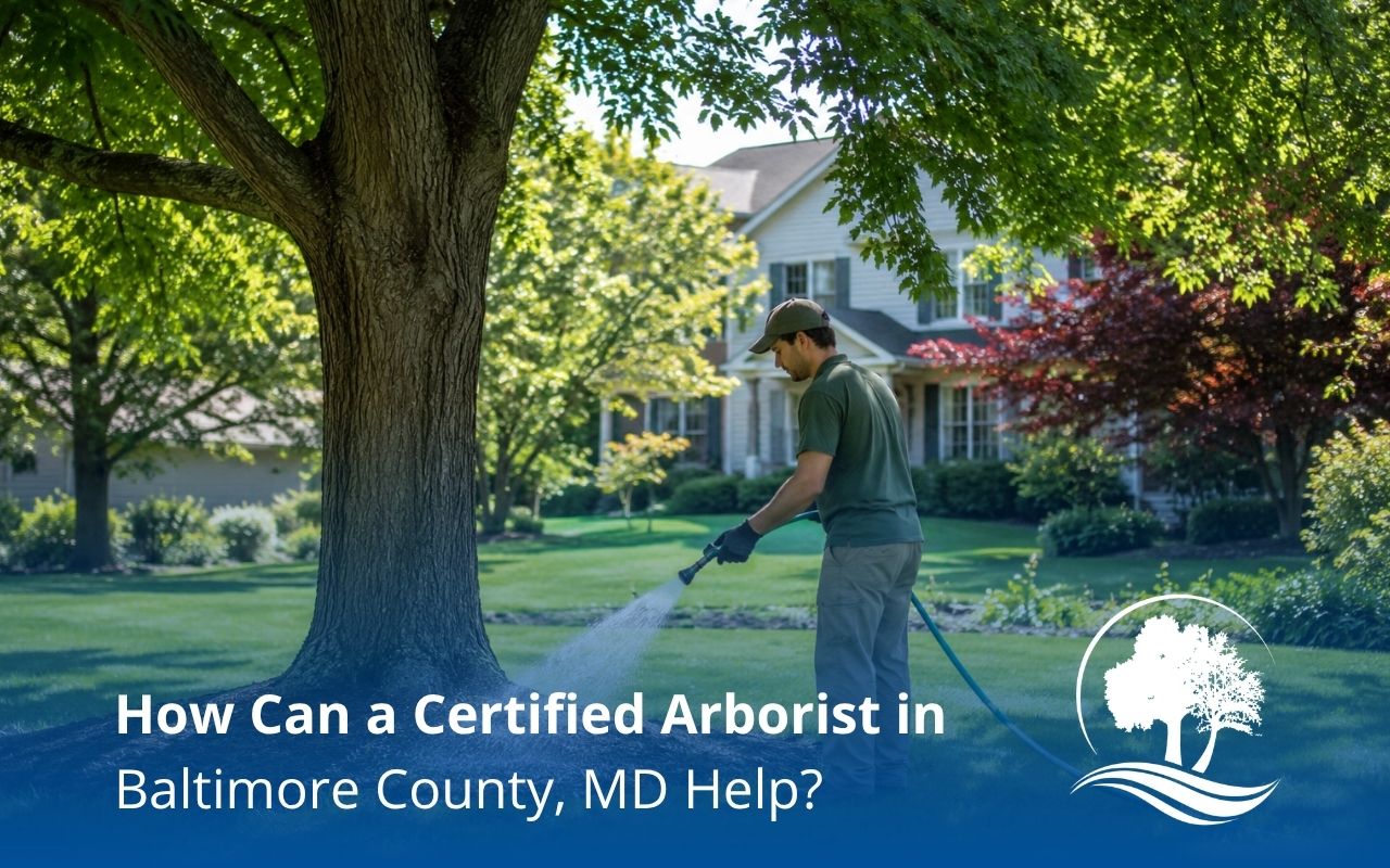 Certified arborist in Baltimore County, MD inspecting a mature backyard tree