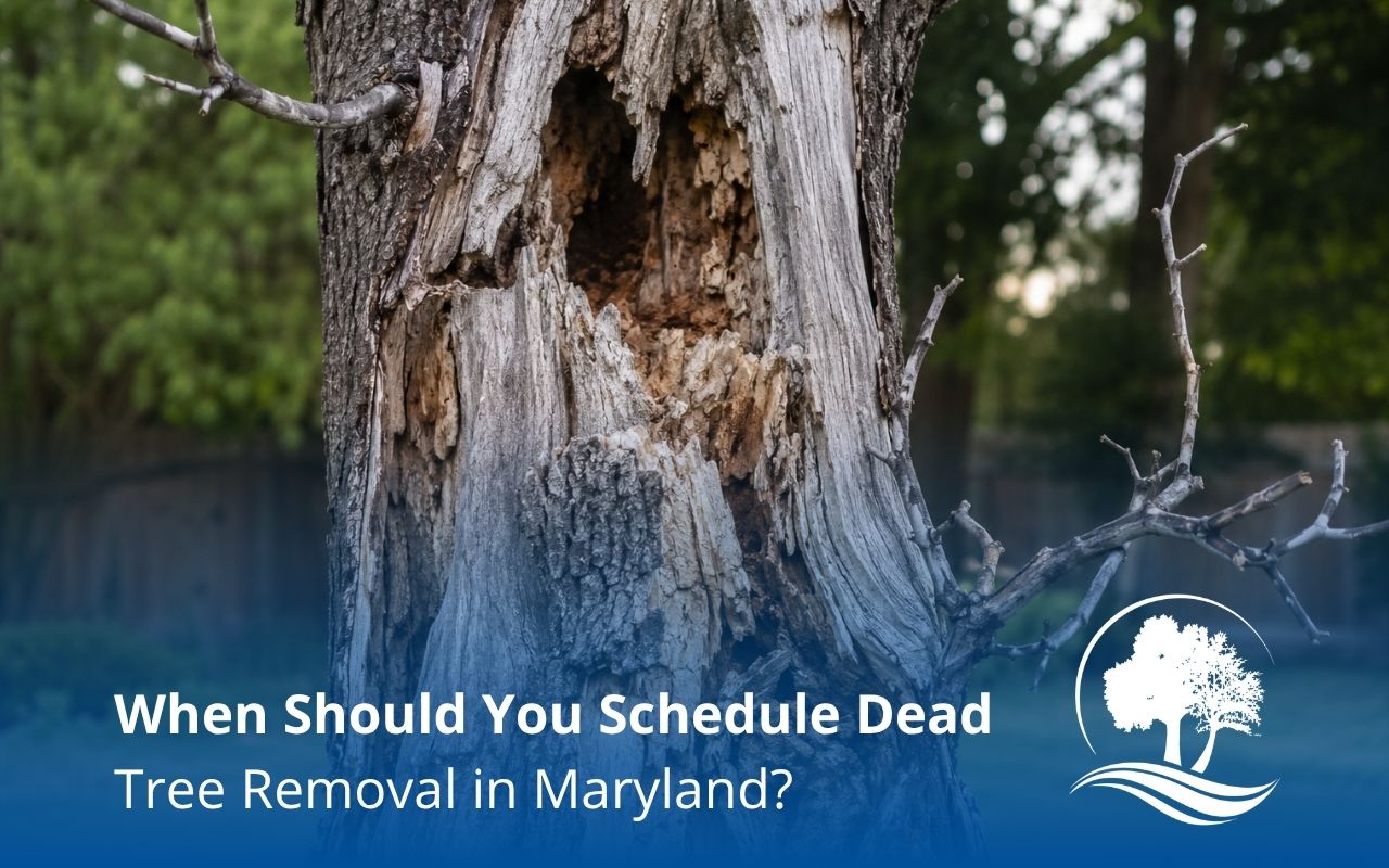 dead tree removal in Maryland for a safer residential yard