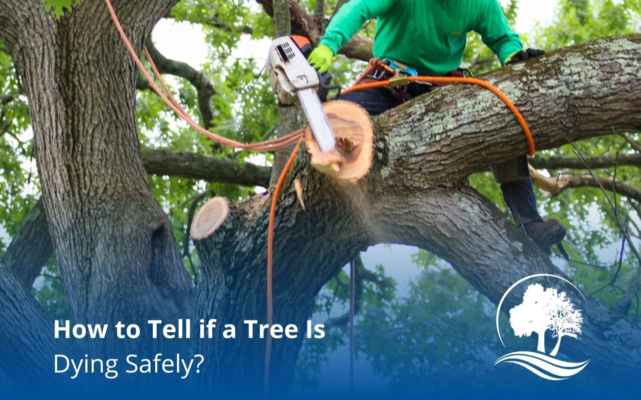 how to tell if a tree is dying with bark cracks and trunk damage
