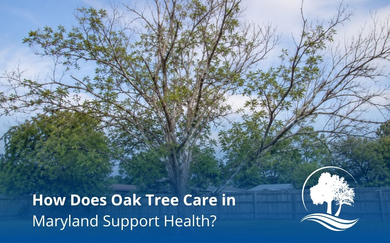 Oak tree care in Maryland for a healthy residential yard