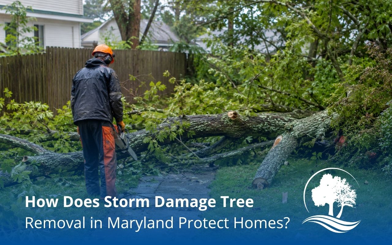 storm damage tree removal in Maryland for a fallen tree blocking a yard